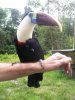 Lolo Toucan.jpg