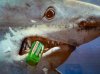 requin chewing gum.jpg