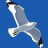 La_Mouette