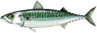 Maquereau.jpg